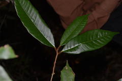 Nothopegia travancorica